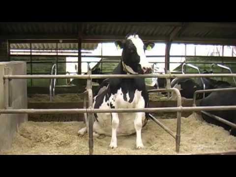 Video: In De Regio Ryazan Knaagt Een Onbekend Dier Aan De Uiers Van Koeien - Alternatieve Mening