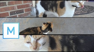 How to Split Screen Video in Movie Studio 16 Platinum