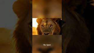 The King of the Jungle in a Golden Sunset 🌅 #wildlife #zoo #centralzoo #zooborns #zoolife