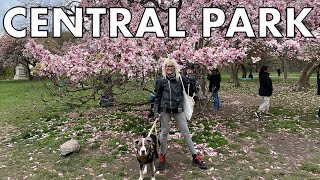 NYC LIVE Central Park Cherry Blossom Peak Blooms April 13, 2024