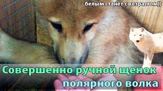 Ручной щенок полярного волка (Arctic wolf) Ручной щенок полярного волка (Arctic wolf)