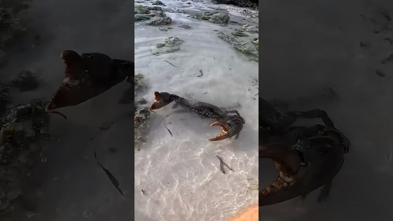 Bare Hands vs Giant Mud Crab