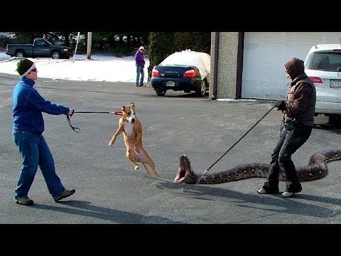 Video: Olağandışı Evcil Hayvanlar Ve Bakımlarının özellikleri