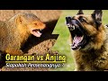 Merinding !!! Pertarungan Sengit Garangan Versus Anjing