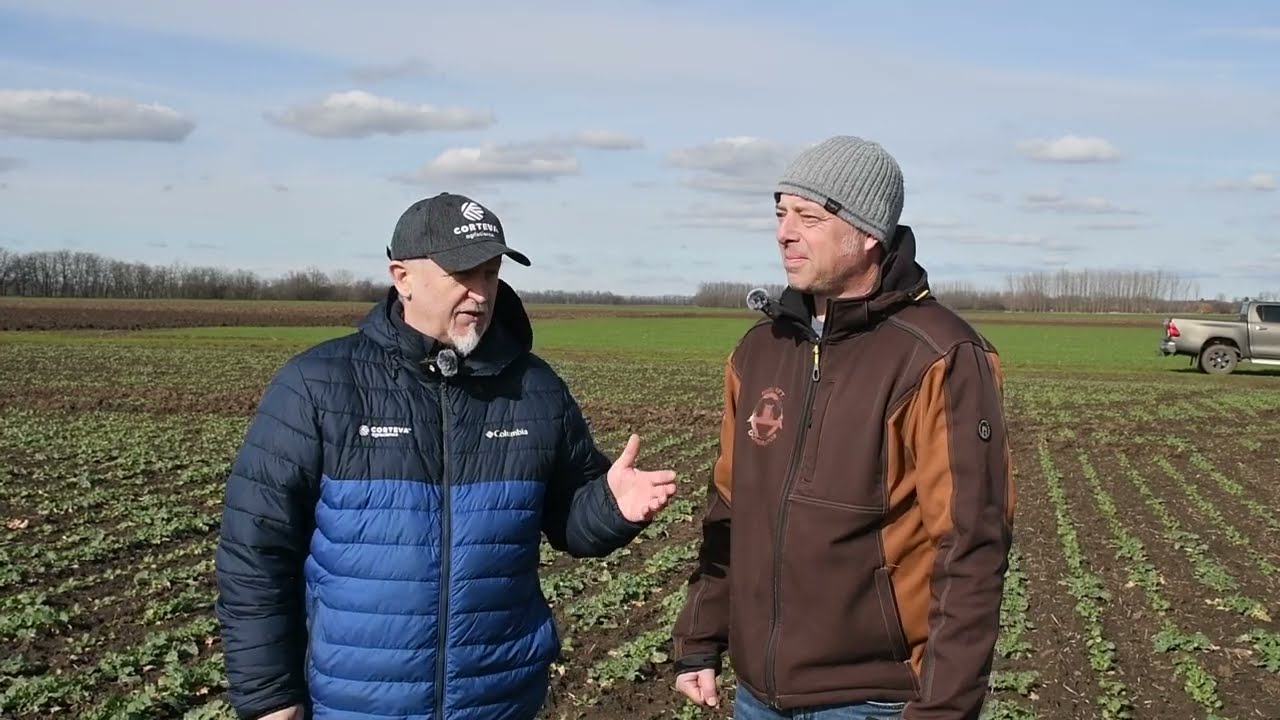 Mozgolódnak a kártevők a repcében – Lépjen időben Ön is!