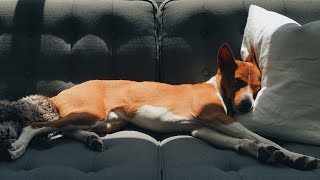 HUNTER THE BASENJI | YEAR ONE