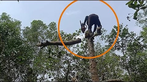 Cưa cây mít nghệ siêu trái , Cưa cây kỹ thuật cao