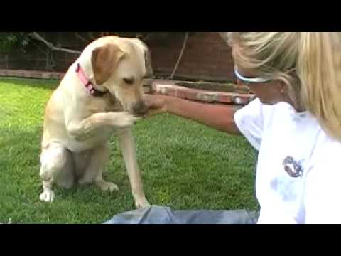 Glenda the yellow lab puppy and Helen the Irongirl