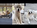 Golden retriever puppys first month