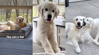 Golden Retriever Puppy’s First Month