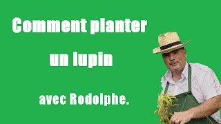 Comment Planter Un Lupin Tuto Video Jardinage Le Jardin De Rodolphe Youtube