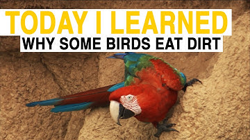 TIL: Why Do These Birds Eat Dirt? | Today I Learned
