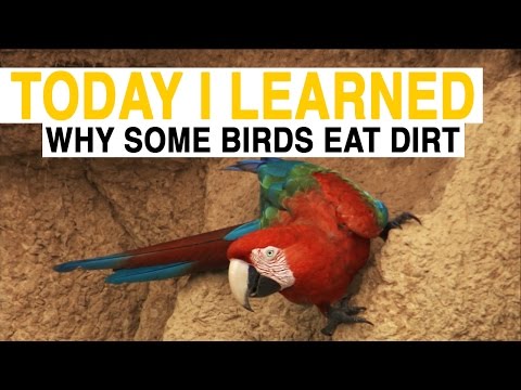 TIL: Why Do These Birds Eat Dirt? | Today I Learned