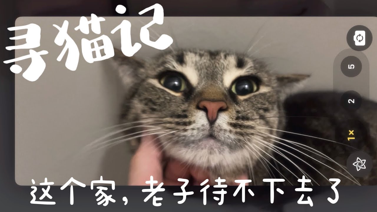 憨憨猫离家出走🐈|在外流浪四天急坏主人|剪刀法✂️招猫简直不要太灵|最后猫猫自己成功回家感动到哭!😭