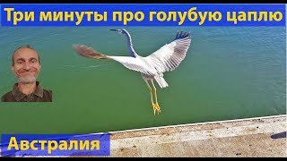 Природа Австралии. Голубая цапля. (видео 041) Природа Австралии. Голубая цапля. (видео 041)