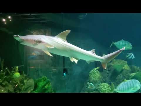 Columbus Zoo and Aquarium Detailed Tour | Columbus, Ohio | Part 3