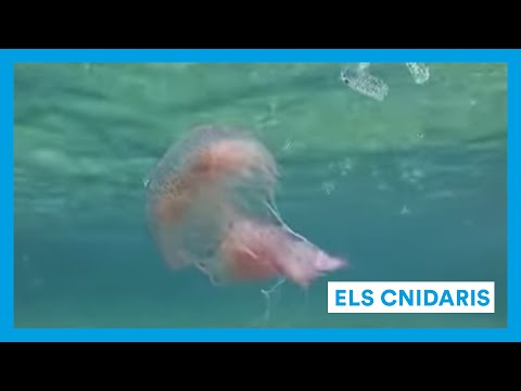 Vídeo: Els cnidaris tenen col·loblasts?