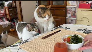 住職の朝ごはんチェックをする猫。