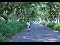 [台灣旅遊]嘉義六腳苦楝樹綠色隧道，浪漫地走在陽光下交錯出的綠色夢幻景|taiwan travel vlogs