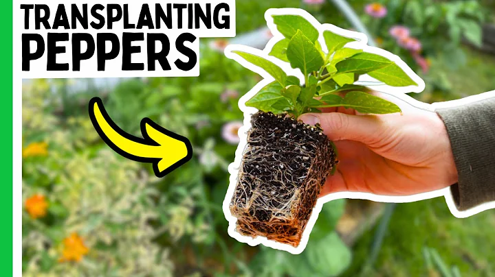 Transplanting Peppers the RIGHT Way (And Why It Matters) thumbnail