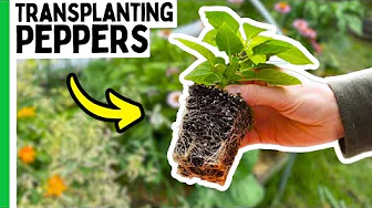 Transplanting Peppers the RIGHT Way (And Why It Matters)