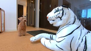初めてホワイトタイガーを見た時の犬の反応が予想外で可愛かったw【トイプードル】