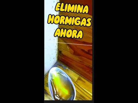 Video: ¿La hormiga azucarera rayada muerde?