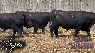 Angus Bull Group • Fall 2025 • Callaway Livestock Market Group • @SutphinCattleCompany 