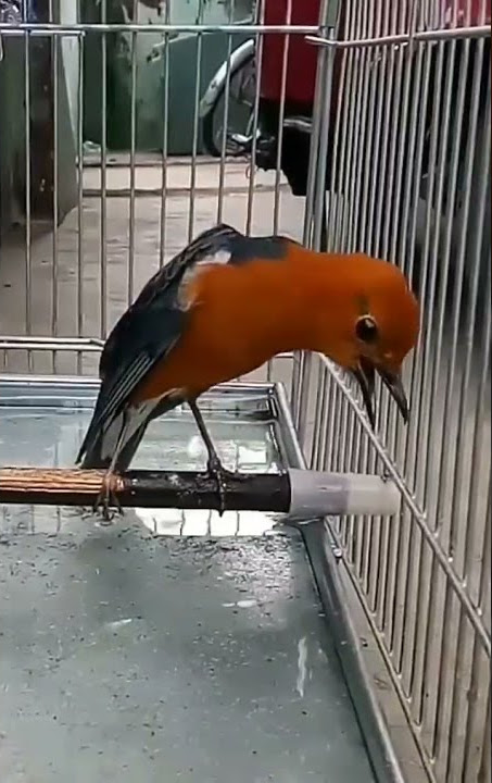 Burung Anis Merah Teler Gacor // Anis merah Juara // Kicauan Burung // Kicau Burung Indonesia