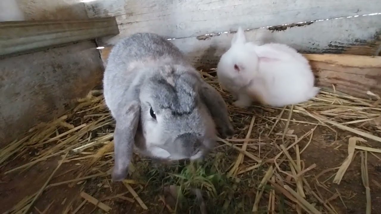 DE VANZARE IEPURASI PITICI DE COMPANIE IEPURI DE APARTAMENT🐇