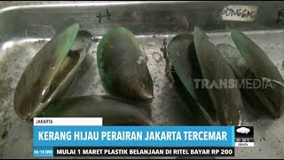 The Dangers of Green Mussels in Jakarta Waters
