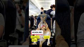The viral Kangaroo falls asleep on the flight!