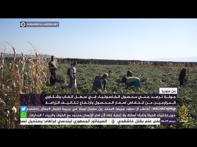 جني محصول الفاصولياء في سهل الغاب