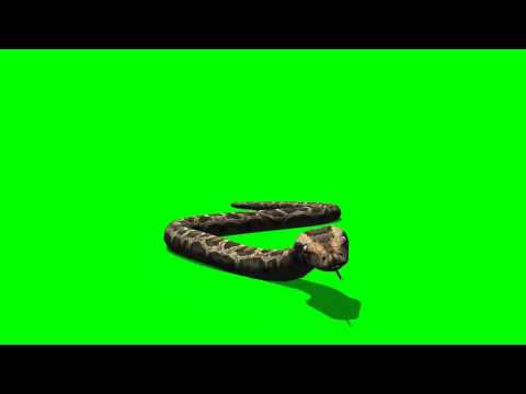 Green Screen Python Snake Crawl View   1