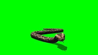 Green Screen Python Snake Crawl View 1 Profile