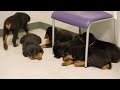 Dr. Ross is in Puppy Heaven Dr. Ross is in Puppy Heaven