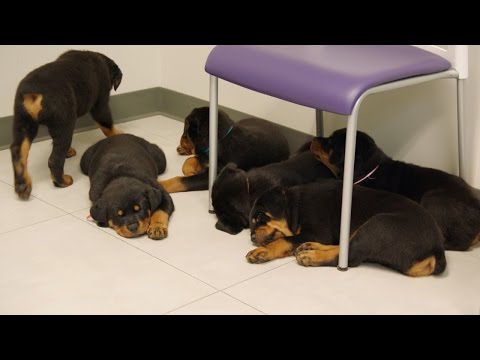 Dr. Ross is in Puppy Heaven