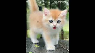 Sweet ginger kitten 😻Słodki rudy kotek