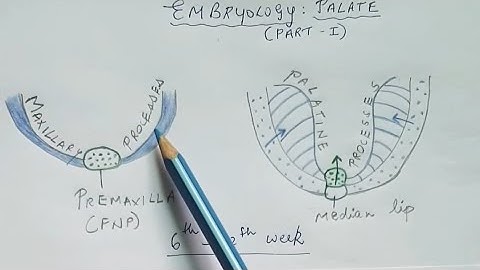 Embryology of palate - Part 1