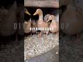 DIY Duck Coop Part 2: Final Touches & Solar Panels 🦆