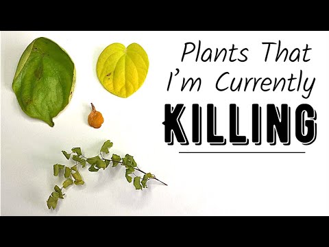 Video: Můžete pěstovat Griffonia Simplicifolia: Další informace o rostlinách Griffonia Simplicifolia
