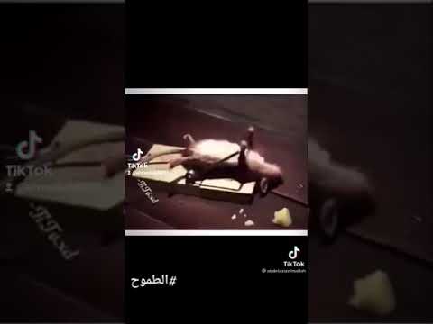 هيوقفوك