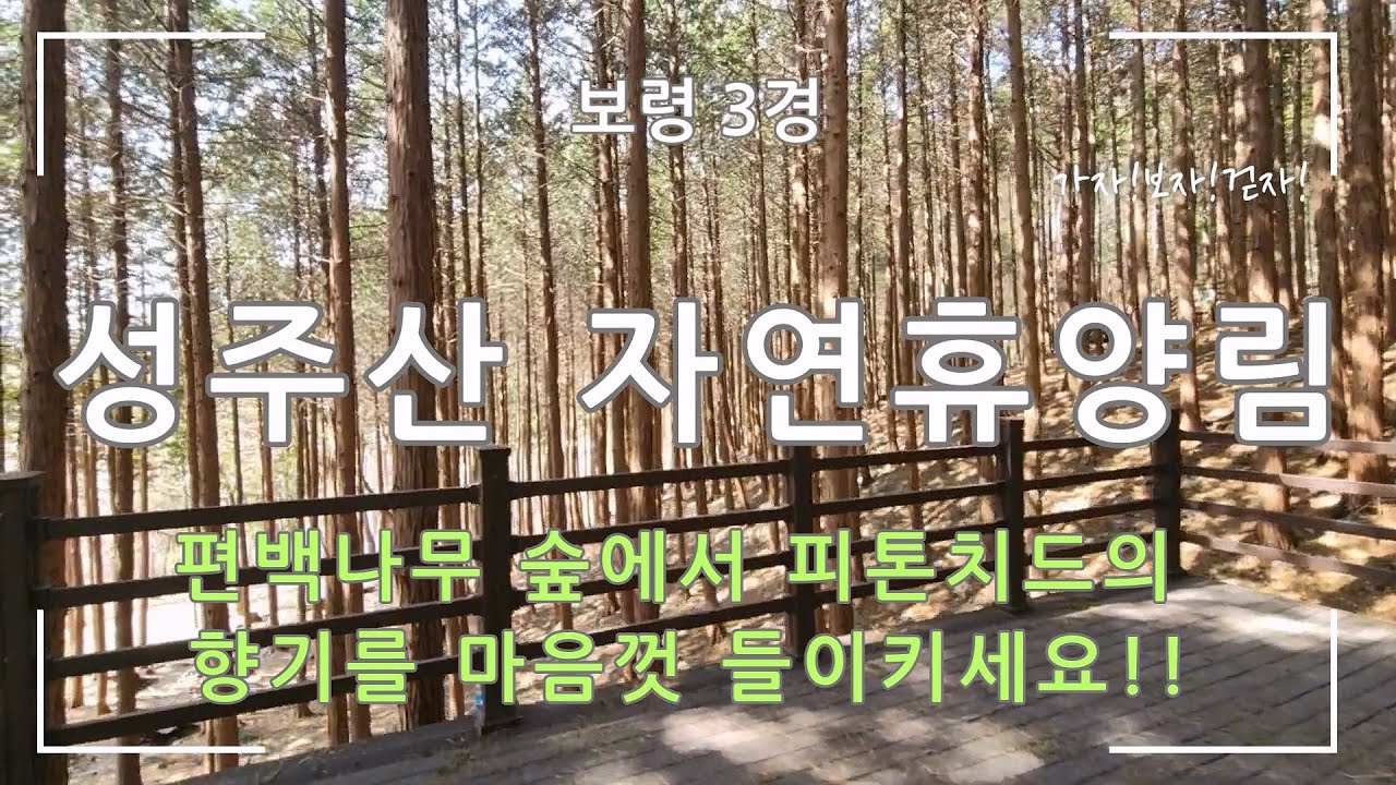 [보령 3경] 성주산 자연휴양림(편백나무 숲이 장관인 산책로)