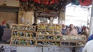 Birds Market Lalukhet Sunday Video Latest Update 19-12-21 in Urdu\/Hindi