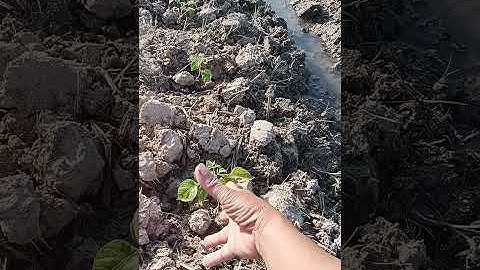 Chăm Sóc Hoa Thược Dược Tết Độ Ấm Rất Quan Trọng Cho Cây Hoa Phát Triển