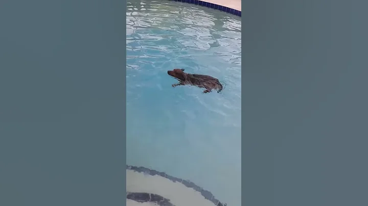 Louie the Daschund jumping in pool