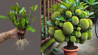 Live 🔴 Great Technique For Grafting Jackfruit Trees Using Bananas, how to growing jackfruit trees