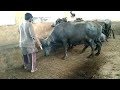 Buffalo infection in milk treatment by veterinary doctor