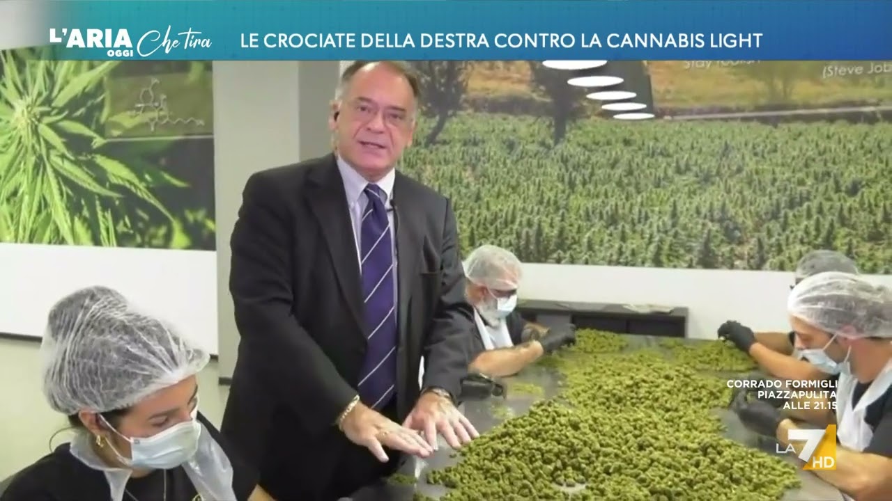 Cannabis, Alessandro Cecchi Paone: 