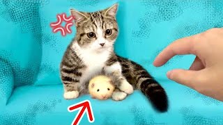 【ハムスターに触ろうとすると守る子猫】(#みーみ)柴犬と楽しい生活A violent cat that gets angry when it tries to touch a hamster